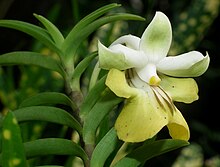 Dendrobium uniflorum.jpg