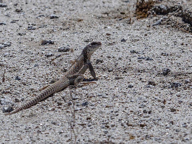 File:Desert Lizard.jpg