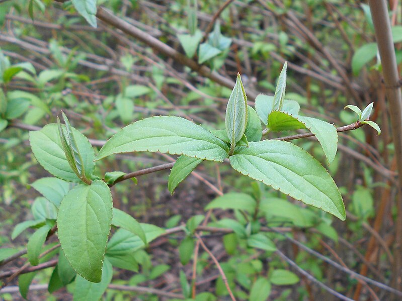 File:Deutzia coreana 2017-04-30 8940.jpg