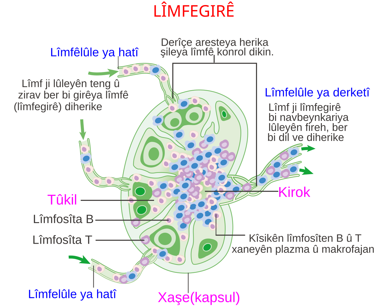 File Diagram Of A Lymph Node Cruk 022 Ku Svg Wikimedia Commons