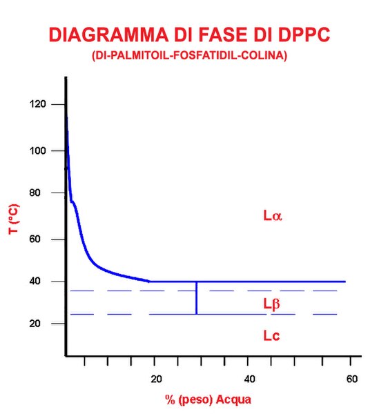 File:Diagramma di fase di DPPC.jpg