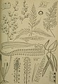 Die Farnflora von Celebes (1898) (20725490878).jpg
