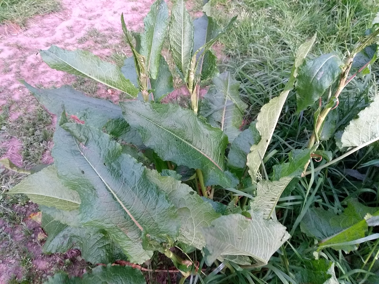 Dock leaves