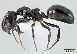 Dolichoderus pustulatus