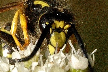 Close-up of facial markings Dolichovespula.sylvestris8.-.lindsey.jpg