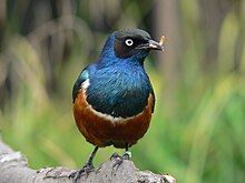 Superb starling feeding on larva Dreifarbenglanzstar 2007-09-01 199.jpg