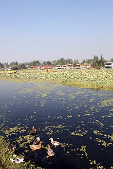 Ducks on Dal Lake. Ducks on Lake Dal, Kashmir (8142492655).jpg