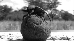 Fil:Dung beetle dance (short) from journal.pone.0030211.ogv
