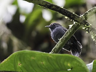 Bicolored antvireo Species of bird