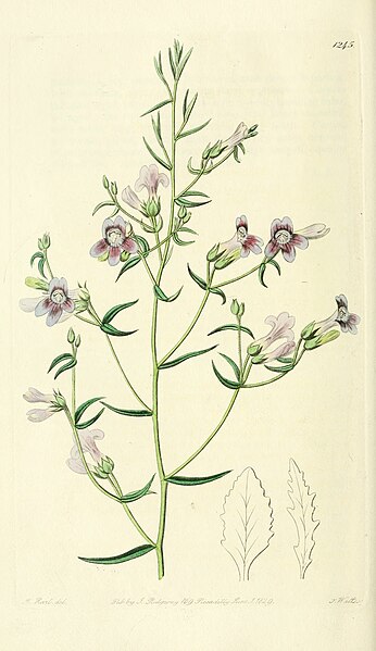 File:Edwards' botanical register, or, Ornamental flower-garden and shrubbery .. (1829-1847) (21171546255).jpg