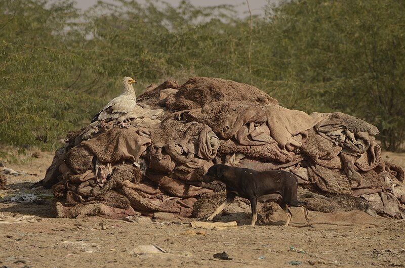 File:Egyptian vulture (Neophron percnopterus) and feral dog Bikaner Jorbeed JEG5001.jpg