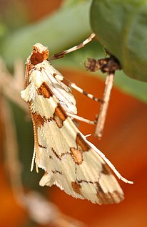 <i>Conchylodes octonalis</i> Species of moth