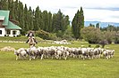 Ovinos na Argentina. O país é o 11º maior produtor de lã do mundo.
