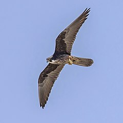 Eleonora's falcon Falco eleonorae