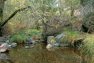 San Anselmo Creek River in California, United States