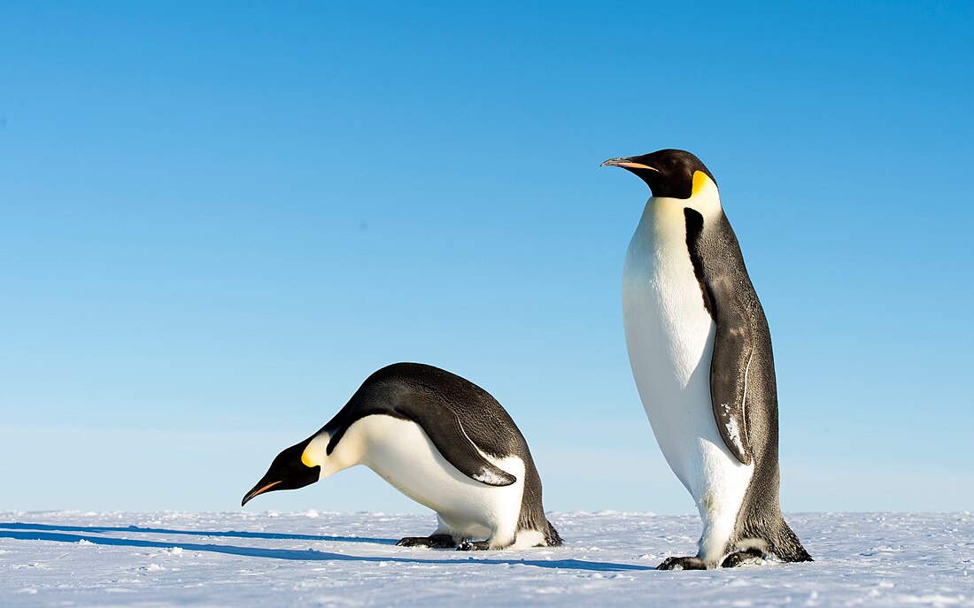 File:Emperor Penguins (11240321653).jpg