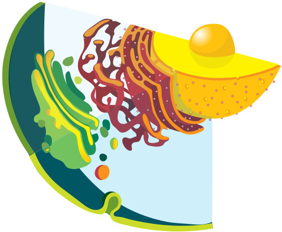 File:Endomembrane system diagram notext.svg