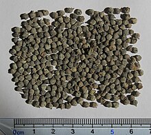 Engelhardia spicata seeds, by Omar Hoftun.jpg