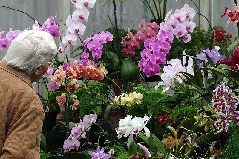 File:Enjoying The Orchids. RHS Wisley Gardens Surrey UK.jpg