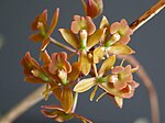 Epidendrum anceps.jpg