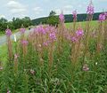 Epilobium angustifolium