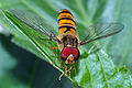 English: marmelade fly male Deutsch: Hainschwebfliegen-Männchen