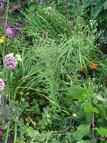 File:Erigeron floribundus from Edinburgh in Scotland by D Merrick 16.jpg