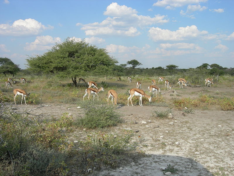 File:Etosha National Park, Namibia (2826096262).jpg