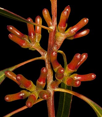 flower buds Eucalyptus annulata (7596746348).jpg