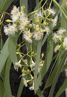 Eucalyptus crebra blomster.jpg