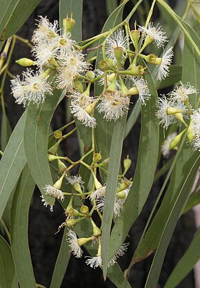 A kép leírása Eucalyptus crebra flowers.jpg.