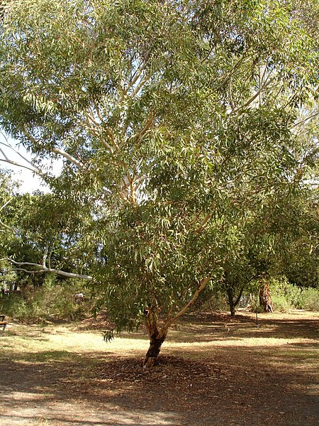 Eucalyptus_laeliae