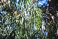 Eucalyptus macarthurii leaves.jpg