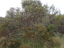 Eucalyptus phenax habit.jpg
