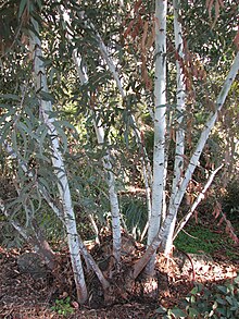 Stems and lignotuber of cultivated specimen in Burnley Gardens, Melbourne Eucalyptus saxatilis.jpg