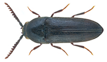 Eucnemis capucina Ahrens 1812 (24844869703) .png