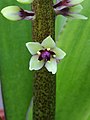 * Nomination flower of Eucomis montana.-- Famberhorst 05:37, 18 August 2013 (UTC) * Promotion  Support IMO it's ok --Christian Ferrer 16:42, 25 August 2013 (UTC)