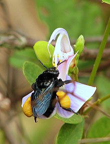 Eulaema nigrita Lepeletier sur une fleur de périandre méditerranéenne - Flickr - Alex Popovkin, Bahia, Brésil.jpg