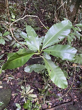 <i>Eumachia frutescens</i> Species of plant