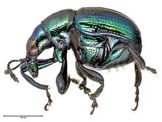 <i>Euops</i> Genus of beetles