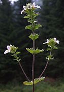 Euphrasia tatrae (Tatras, Pologne).