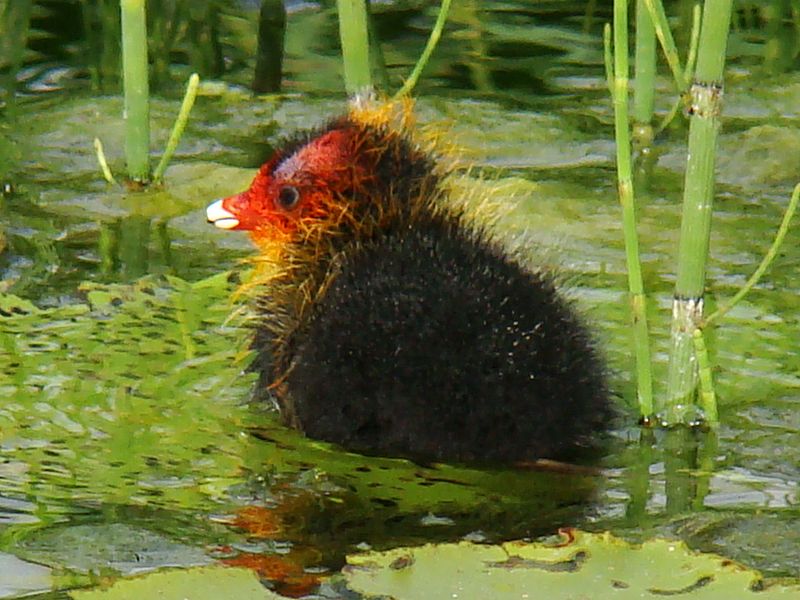 File:Eurasian Coot-Mindaugas Urbonas-2.jpg