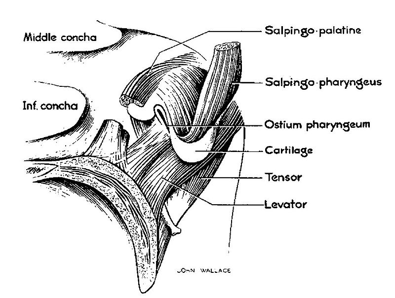 eustachian tube anatomy