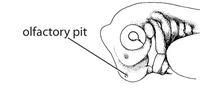 Standard Event System character depiction F1. Olfactory placode (V06a).png