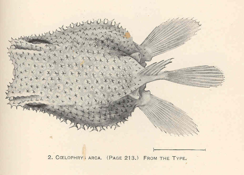 File:FMIB 41254 Coelophrys arca From the type.jpeg