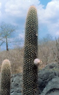 <i>Facheiroa cephaliomelana</i> Species of cactus