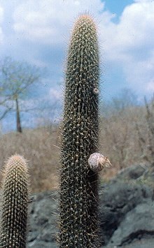 Facheiroa estevesii P.J.Braun with fruit.jpg