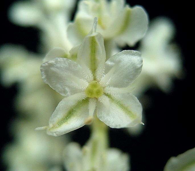 File:Fallopia baldschuanica 08 ies.jpg