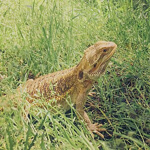 A female fancy bearded dragon (pogona) in the grass