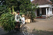 Campesino en una bicicleta roadster utilizada para la carga en Indonesia.